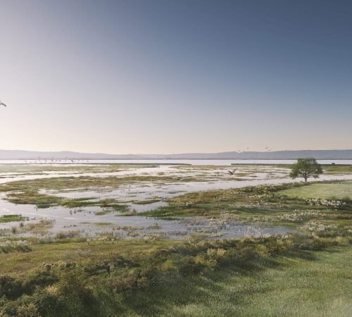 Project Type: Saltmarsh Restoration | Landscape Regeneration & Recovery