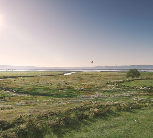 Project Type: Saltmarsh Restoration | Landscape Regeneration & Recovery